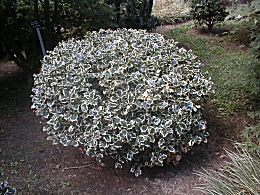 Argenteomarginata Holly - Ilex aquifolium 'Argenteomarginata'