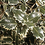 Argenteomarginata Holly - Ilex aquifolium 'Argenteomarginata' Argenteomarginata Holly - Ilex aquifolium 'Argenteomarginata'