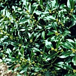 Acebo - Cardón - Cardonera - Ilex aquifolium Acebo - Cardón - Cardonera - Ilex aquifolium