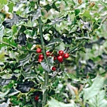 Acebo - Cardón - Cardonera - Ilex aquifolium Acebo - Cardón - Cardonera - Ilex aquifolium