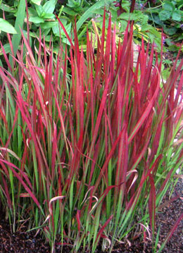 Gram�nea Rubra do Jap�o - Imperata cylindrica 'Red Baron'