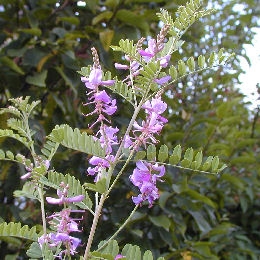 Fleurs de l'indigotier