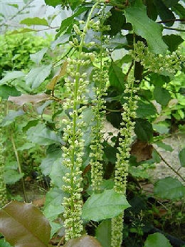 Holly leaved itea - Holly Sweetspire - Itea ilicifolia
