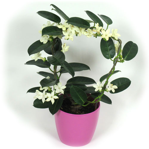 Images de plantes fleurie. Jasmin-de-madagascar-cache-pot-rose