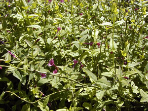 Jasmin nid d�abeilles, Jasmin rouge - Jasminum beesianum