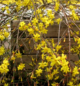 Jazm�n amarillo o jazm�n de invierno - Jasminum nudiflorum