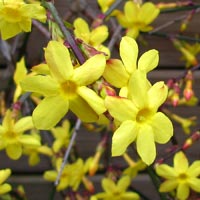 Jasmim amarelo ou jasmim-de-são-josé - Jasminum nudiflorum