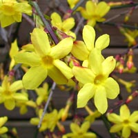 Jasmim amarelo ou jasmim-de-são-josé - Jasminum nudiflorum Jasmim amarelo ou jasmim-de-são-josé - Jasminum nudiflorum