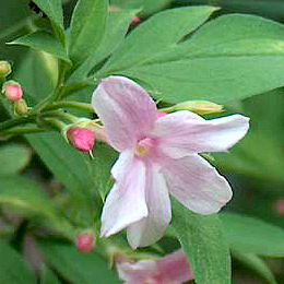 Jazm�n rosado