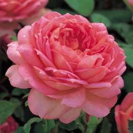 Jubilee Celebration Rose (Aushunter)