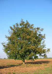 Nogeira