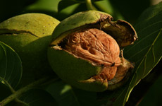 Frutos do Nogeira