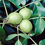 Fruits du noyer