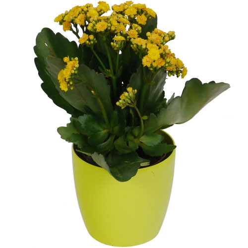 KALANCHOE  fleurs jaunes - c12 + Cache pot Lime