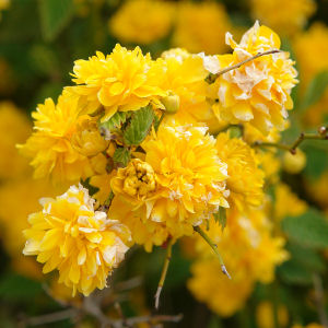 Japanese Yellow Rose - Kerria japonica 'Flore Pleno' 