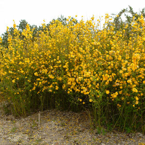 Japanese Yellow Rose - Kerria japonica 'Flore Pleno' 