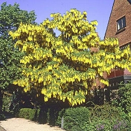 Goldenrain Tree - Koelreuteria paniculata