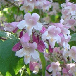 Kolkwitzia 'Pink Cloud' - Kolkwitzia amabilis 'Pink Cloud'
