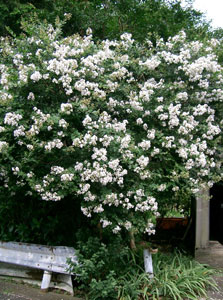 Lilas d'�t� ou Lilas des Indes 'blanc' - Lagerstroemia indica