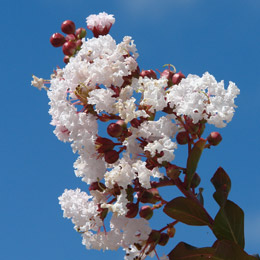 Lilas d'�t� ou Lilas des Indes 'blanc' - Lagerstroemia indica