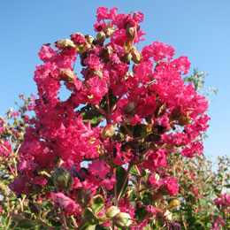 Lilas d'�t� ou Lilas des Indes 'Rose Fuchsia' - Lagerstroemia indica
