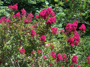 Lilas d'�t� ou Lilas des Indes 'Rose Fuchsia' - Lagerstroemia indica