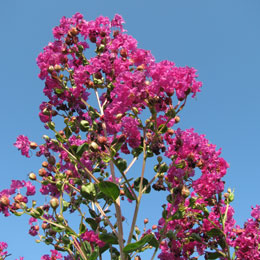 Lilas d'�t� ou Lilas des Indes 'violet' - Lagerstroemia indica