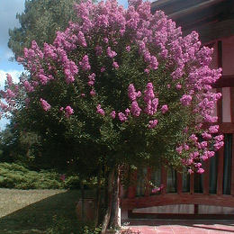 Lilas d'�t� ou Lilas des Indes 'violet' - Lagerstroemia indica