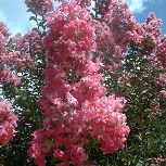Lila de las Indias o �rbol de J�piter 'Rosa' - Lagerstroemia indica