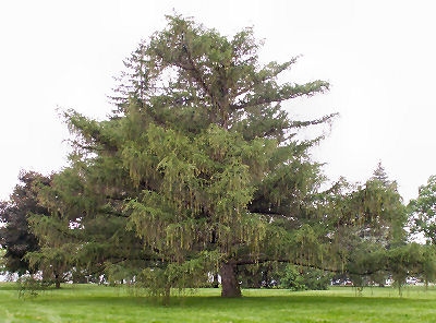 European Larch - Larix decidua - larix europaea