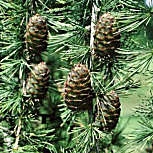 European Larch - Larix decidua - larix europaea