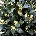 Fleurs du laurier sauce