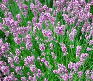Lavande 'Rosea' - Lavandula angustifolia 'Rosea'