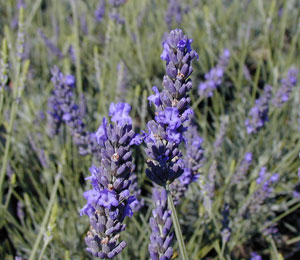 Lavanda 'Grosso' - Lavandula intermedia 'Grosso'