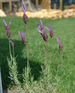 Lavande papillon - Lavandula stoechas var. pedonculata