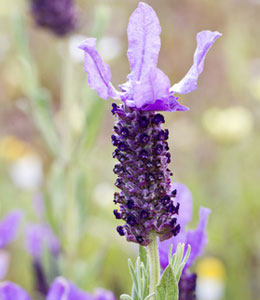 Lavande papillon - Lavandula stoechas var. pedonculata