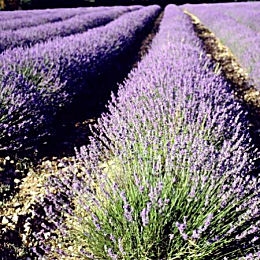 Lav�ndula - lavanda - espliego - Lavandula angustifolia - Lavandula officinalis