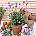 Lav�ndula - lavanda - espliego - Lavandula angustifolia - Lavandula officinalis