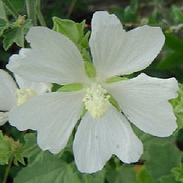 Lavat�re 'Ice Cool' - Lavatera thunringiaca 'Ice Cool' - Fleur