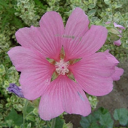 Lavat�re 'Kew Rose' - Lavatera 'Kew Rose' - Fleur