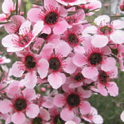 Leptospermum scoparium 'Martinii' Leptospermum scoparium 'Martinii'