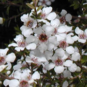 Leptospermum scoparium 'Snow Flurry' Leptospermum scoparium 'Snow Flurry'
