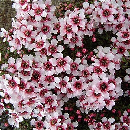 Leptospermum 'humifusum' - Leptospermum  'humifusum' - Fleurs