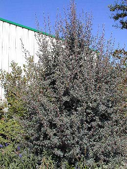 Leptospermum Silver Sheen