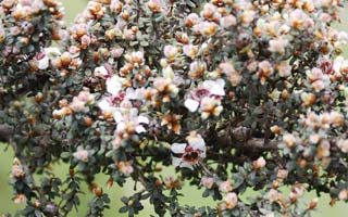 Leptospermum Silver Sheen