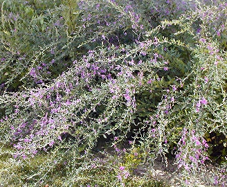 Lespedeza thunbergii
