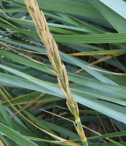 Sea Lyme Grass - Leymus arenarius