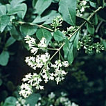 Oval Leaved Privet - Ligustrum ovalifolium - Ligustrum californicum - Ligustrum medium