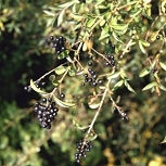 D�tail des fruits du tro�ne commun