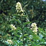 D�tail des fleurs du tro�ne commun